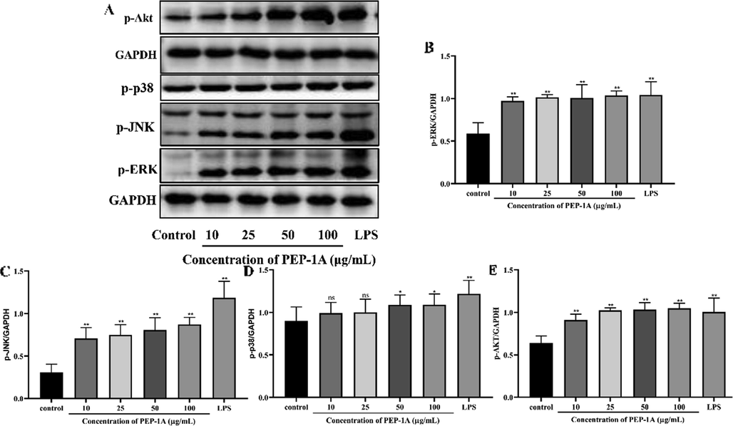 Effect of PEP-1A on MAPK and Akt signaling pathways. Representative blot images (A). Protein expression of p-ERK (B), p-JNK (C), p-38 (D) and p-Akt (E). *p < 0.05, **p < 0.01, ns = no significance.