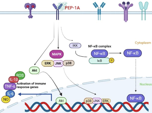 Possible signaling pathways related to the activation of macrophages by PEP-1A.