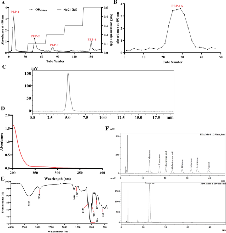 Purification and characterization of PEP-1A. Elution curve of PEP-1A by DEAE Cellulose DE-52 (A) and Sephacryl S-300HR (B). HPGPC (C), UV (D) and FT-IR spectrum (E) of PEP-1A. HPLC of standard monosaccharide and PEP-1A (F).