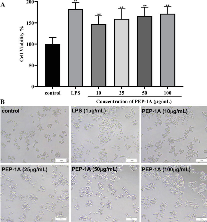 Effect of PEP-1A on cell viability (A) and cell morphology (B). *p < 0.05, **p < 0.01.