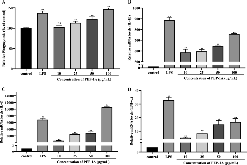 Effect of PEP-1A on neutral red uptake (A), Relative mRNA expression of IL-1β (B), IL-6 (C) and TNF-α (D). *p < 0.05, **p < 0.01.