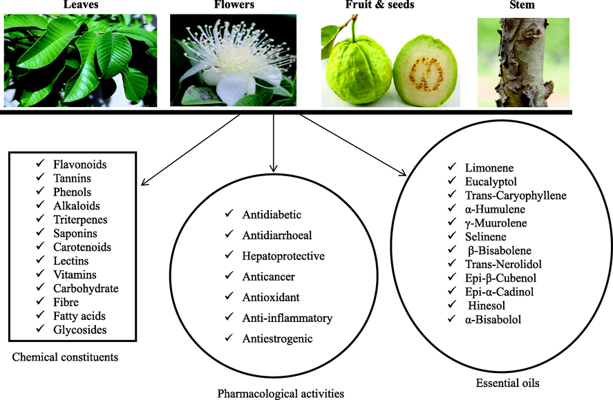 Various parts of P. guajava L., chemical constituents, and pharmacological activities.