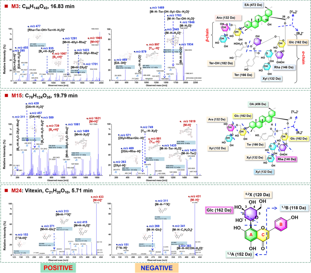 Fragmentation pathways analysis for the characterization of the representative EA- (M3#) and OA-type (M15#) saponin compounds and a flavonoid compound (M24#).