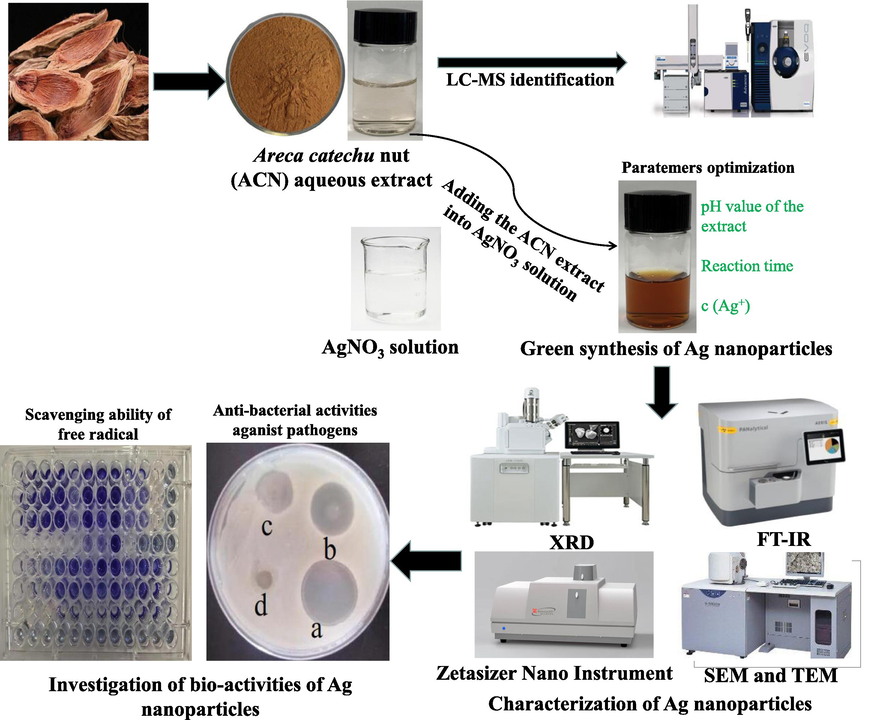 Schematic diagram describing the synthesis of the silver nanoparticles using the aqueous extract of Areca catechu nut.