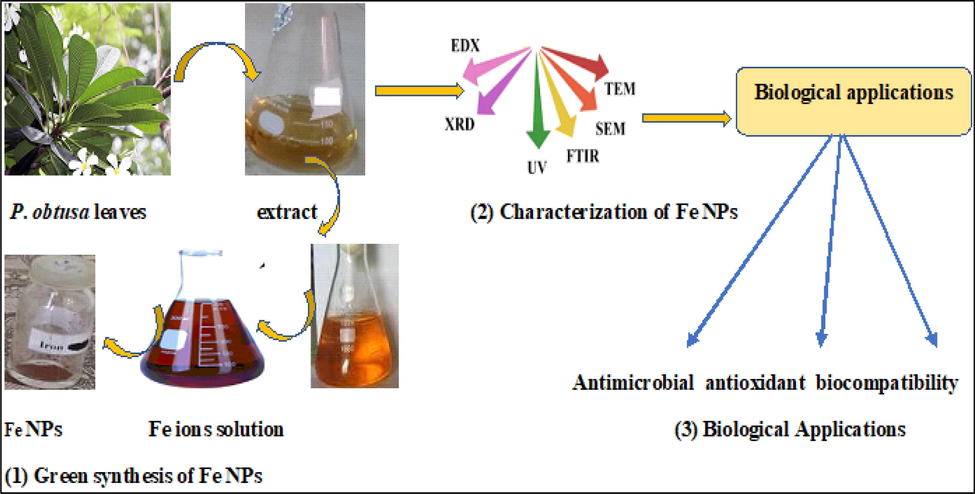 Schematic presentation of biosynthesis of FeNPs using P. obtusa extract and applications.