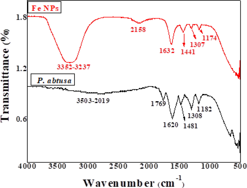 FTIR spectra of FeNPs and P. obtusa extract.