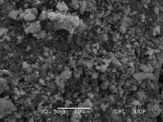 SEM analysis of FeNPs synthesized using P. obtusa extract.