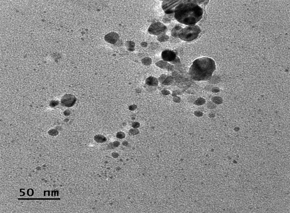 TEM analysis of FeNPs synthesized using P. obtusa extract.