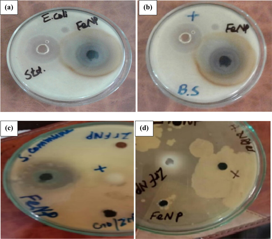 Antimicrobial activity, zone of inhibition (mm), (a, b) against E. coli, B. subtilis and (c, d) against S. commune and A. niger.
