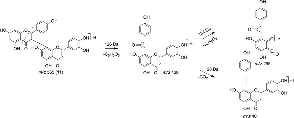 Fragmentation proposal for morelloflavone (11).