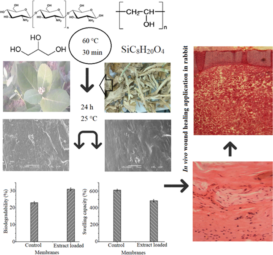 Schematic presentation of chitosan and polyvinyl alcohol membrane loaded with Calotropis procera extract and wound healing application in rabbit.