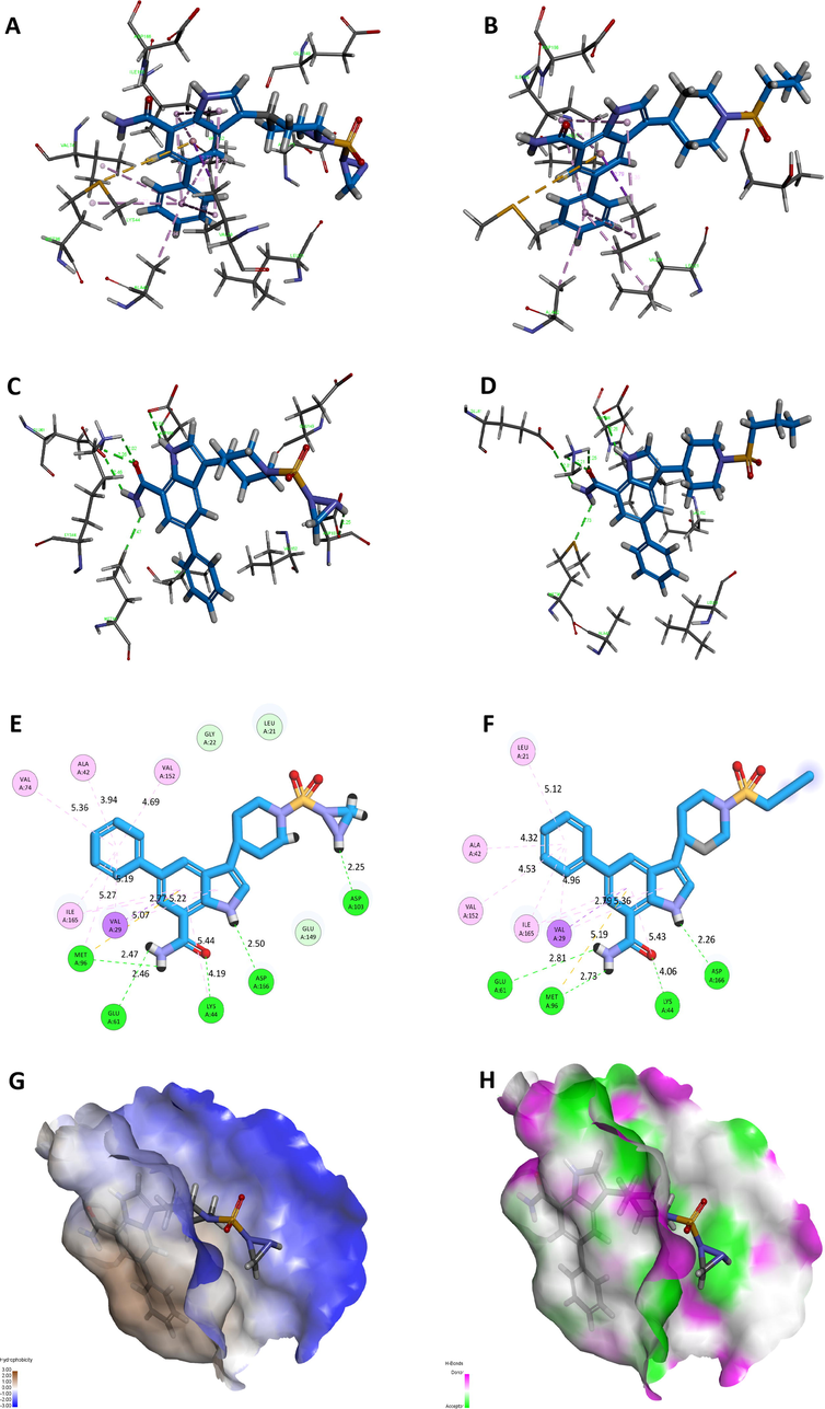 Detailed interactions between receptor and ligand: (A) Hydrophobic interaction of 21MX007-protein, (B) Hydrophobic interaction of molecule29-protein, (C) H-bond interaction of 21MX007-protein, (D) H-bond interaction of molecule29-protein, (E) 2D interaction map of 21MX007-protein, (F) 2D interaction map of molecule29-protein, (G) Interaction map of hydrophobicity surface of 21MX007-protein, (F) Interaction map of H-bond surface of 21MX007-protein.