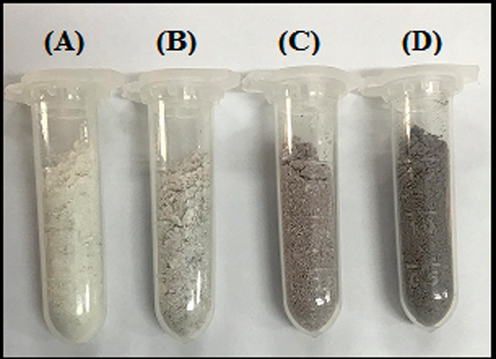 Images of powders of (A) ZnO, (B) Mg/Ag1-ZnO, (C) Mg/Ag2-ZnO, and (D) Mg/Ag4-ZnO nanoparticles obtained by using S. persica.