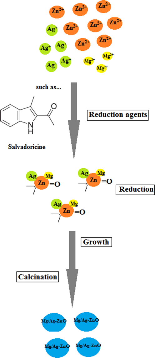 Synthesis mechanism of formation Mg/Ag-ZnO nanoparticles by using S. persica extract.