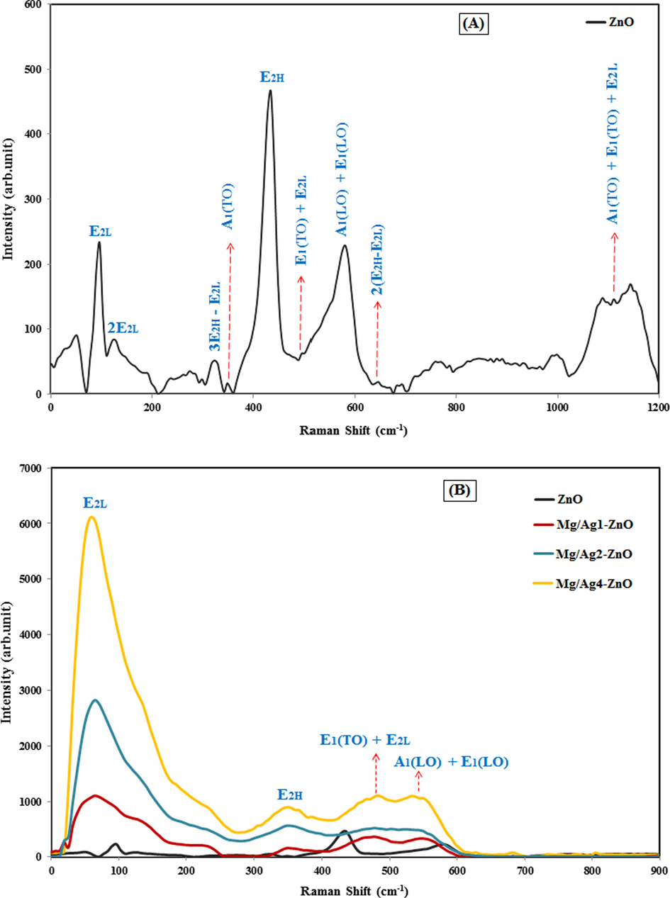 Raman spectra of (A) ZnO nanoparticles, and (B) ZnO, Mg/Ag1-ZnO, Mg/Ag2-ZnO, and Mg/Ag4-ZnO nanoparticles obtained by using S. persica.