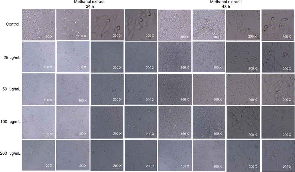 Cell morphology treated with methanol extract for 24 h and 48 h.