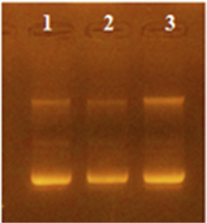 1% Agarose gel electrophoresis of plasmid preps for SK-pET-3a ligation reaction transformed TOP10 clones. Lanes 1,2, and 3 represent different isolated clones.