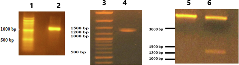 1.5 % Agarose gel electrophoresis of PCR analysis and restriction analysis of the pET-3a-SK-C1 plasmid construct. Lane (1 and 3): 100–3000 bp DNA ladder (MR171, Blirt). Lane (2): PCR product using the SK-specific primers at 55 °C annealing temperature. Lane (4): PCR product using the T7 universal primer and SK reverse primer at 55 °C annealing temperature. Lane (5): Undigested pET-3a-SK-C1 plasmid. Lane (6): Digestion of same plasmid using NdeI and BamHI.