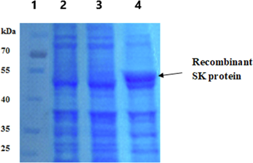 12% SDS-PAGE for detection of rSK protein expression in pET-3a-SK-C1 plasmid construct transformed BL21 (DE3) clones using 2 mM IPTG for 3 h. Lane (1): Excelband prestained protein MW ladder (10–180 kDa, Green BioResearch). Lane (2): non-induced bacteria lysate. Lanes (3 and 4): Induced bacteria lysates.