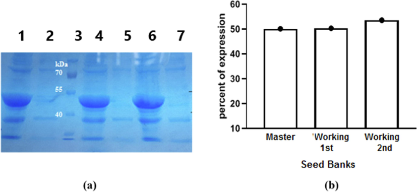 (a): 12% SDS-PAGE for expression of rSK protein in cultures prepared from the three seed banks using 1 mM IPTG as an inducer. Lane (1): Induced: from the master seed bank. Lane (2): Non-induced: from the master seed bank. Lane (3): Excelband prestained protein molecular weight marker (10–180 kDa, Green BioResearch). Lane (4): Induced: working seed bank 1st generation. Lane (5): Non-induced: working seed bank 1st generation. Lane (6): Induced: working seed bank 2nd generation. Lane (7): Non-induced: working seed bank 2nd generation. (b): Analysis of rSK protein percentage to total bacterial proteins (rSK%) in cultures from the three seed banks.