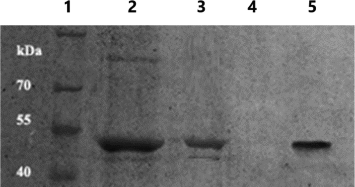 12% SDS-PAGE for different steps in rSK protein preparation and purification. Lane (1): Excelband prestained protein molecular weight marker (10 to 180 kDa, Green BioResearch). Lane (2): induced bacterial cells. Lane (3): purified IBs. Lane (4): chromatography peak 1 at retention time 1.9 min. Lane (5): chromatography peak 2 at retention time 13.65 min.