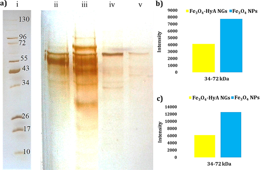 a) Photo of the SDS-PAGE gel of plasma proteins interacted with (ii) Fe3O4 NPs and (v) Fe3O4-HyA NGs at 10% concentration of plasma; and (iii) Fe3O4 NPs and (iv) Fe3O4-HyA NGs at 100% concentration of plasma representing in vitro and in vivo media, respectively. Also, the reference ladder showing the molecular weights of the proteins is marked by (i). The contrast of this photo was enhanced to achieve a better visualization of the protein bands. b) and c) Histograms illustrating the corresponding intensity of the adsorbed plasma proteins (at a molecular weight range of 34–72 kDa) at 10% and 100% plasma concentrations, respectively.