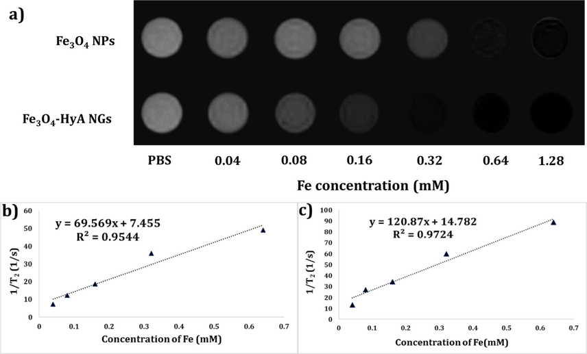 a) T2-weighted MRI images of colloidal dispersions of Fe3O4 NPs and Fe3O4-HyA NGs at diverse Fe concentrations showing a dose-dependent dark contrast generation in vitro. b) and c) Relaxation (r2) values reported as the slop of the linear fitting for Fe3O4 NPs and Fe3O4-HyA NGs, respectively, by plotting (1/T2) values against Fe concentrations.