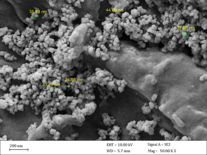 FE-SEM image of the CS/NaLS/Au nanocomposite.