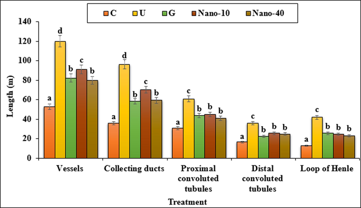 The absolute lengths of the vessels, collecting ducts, proximal and distal convoluted tubules and loop of Henle. C (Control), U (Untreated diabetic), G (Glibenclamide), Nano (CS/NaLS/Au nano bio-composite). Non-identical letters indicate a significant difference between the groups (p < 0.05).