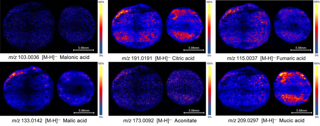 Distribution characteristics of main organic acids in PE tissue.