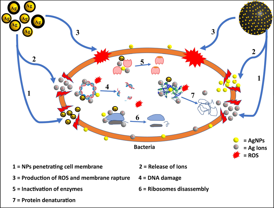 Schematic illustrating possible machanisms of action of the as-synthesized nanocomposites against bacteria.