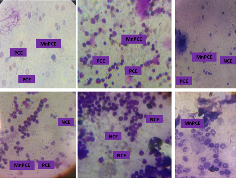 Representative photomicrograph of bone marrow smears Stained with May-Grunwald’s and Geimsa in mice treated with benzene and or fractions of M. lucida. (MG, X100) The PCE is characterized by the presence of a chromatin at the centre while the micronucleated polychromatic erythrocytes in the addition contain small nuclei. The chromatin in the NCE is extruded. Fig. 2A is a representative of the n-hexane fraction treated group. Fig. 2B is a representative of the chloroform fraction treated group. Fig. 2C is a representative of the ethyl acetate fraction treated group. Figure 2D is a representative of the n-butanol fraction treated group. Fig. 2 E is a representative of the aqueous fraction treated group. Fig. 2F is a representative of the untreated group. PCE = Polychromatic Erythrocytes. NCE = Normochromatic Erythrocytes. MnPCE = Micro Nucleated Polychromatic Erythrocytes.