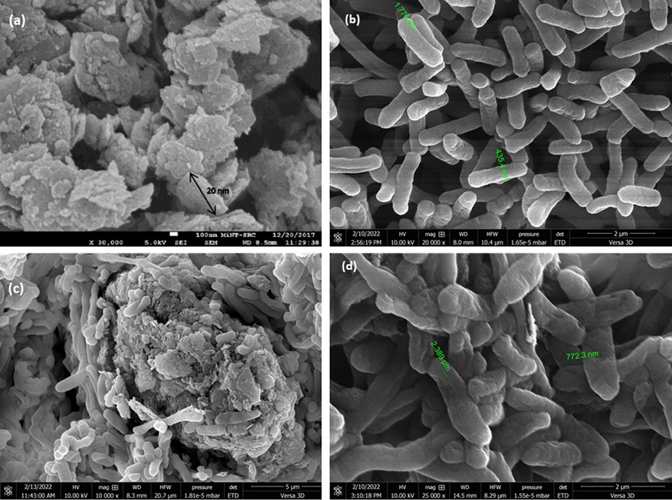 (a) SEM image of graphene oxide at 30 k × magnification (b) SEM image of free suspension recombinant Escherichia coli cells at 20 k × magnification (c) SEM image of immobilized recombinant Escherichia coli cells at 10 k × magnification (d) SEM image of immobilized recombinant Escherichia coli cells at 25 k × magnification.