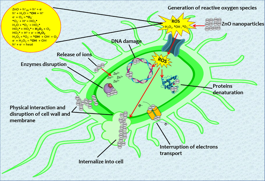 ZnO-NPs antibacterial mechanisms.