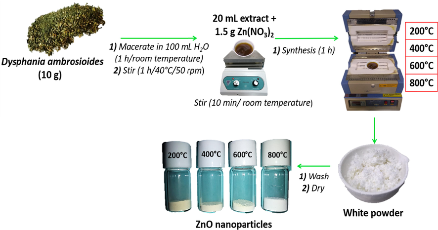 Green synthesis of ZnO-NPs of different particle sizes.