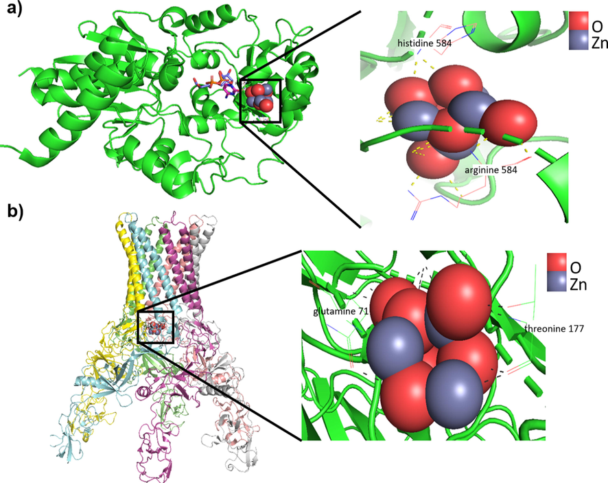 a) The binding mode simulation of ZnO-NPs to the Staphylococcus epidermidis TagF protein shows the probable binding site and the hydrogen bonds between ZnO-NPs and arginine 548 and histidine 584 amino acids in this protein. b) The binding mode simulation of ZnO-NPs to the Escherichia coli AcrAB-TolC pump shows the probable binding site and the hydrogen bonds between ZnO-NPs and glutamine 71 and threonine 177 amino acids.