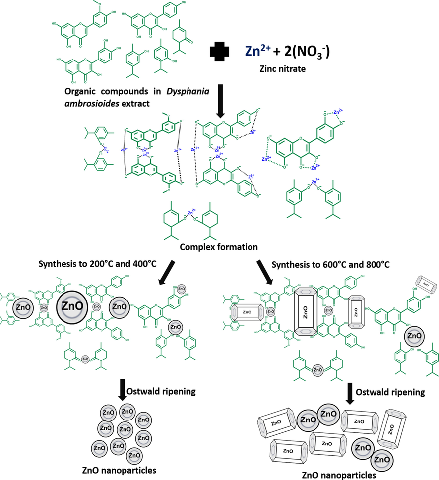 A proposed mechanism for the green synthesis of ZnO-NPs using Dysphania ambrosioides extract.