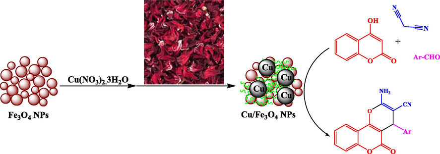 Schematic green synthesis of magnetic Cu-Hibiscus@Fe3O4 nanocomposite mediated by Hibiscus sabdariffa extract and its applications for synthesis of pyrano[3,2-c]chromene derivatives.