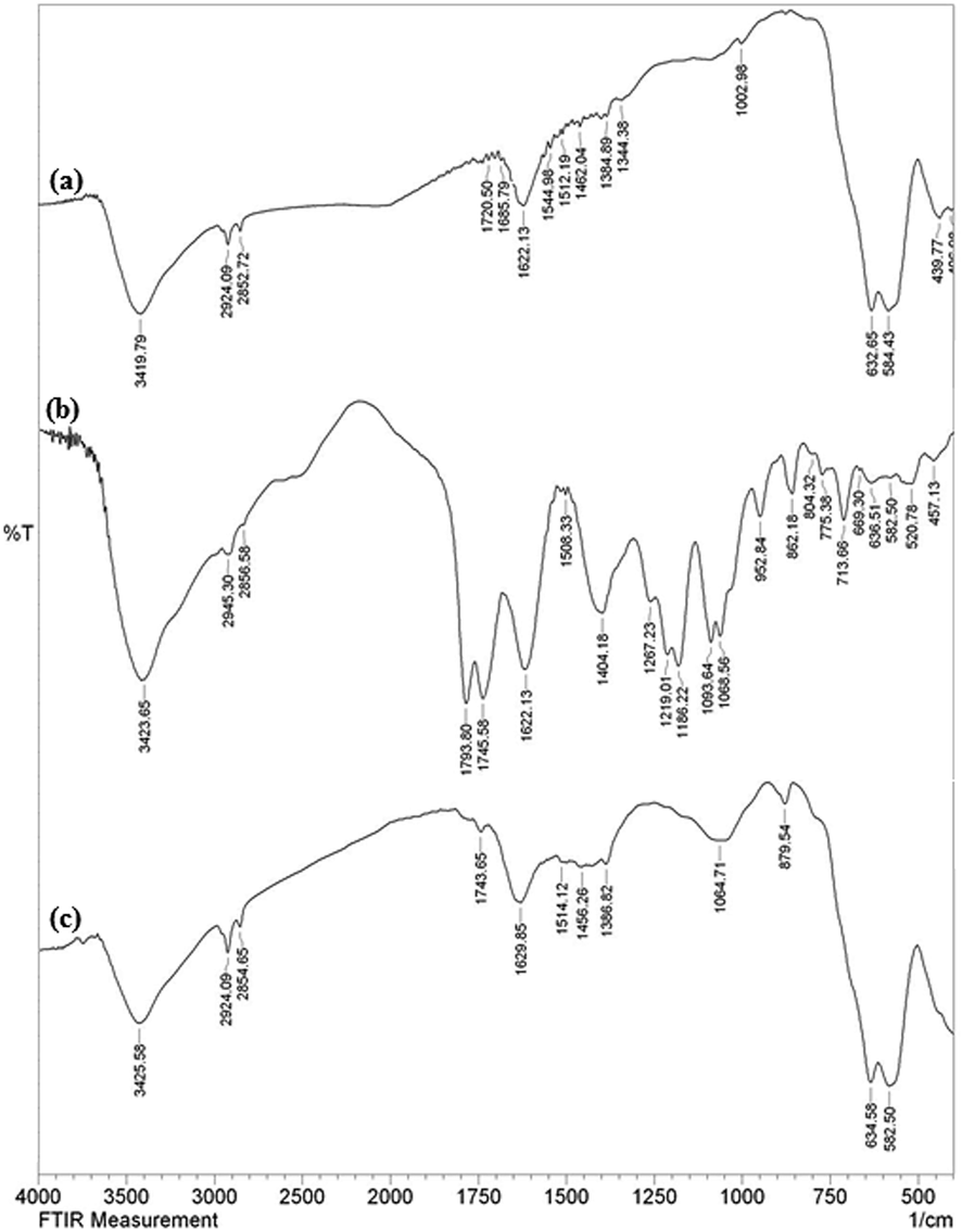 The FT-IR spectra of Fe3O4 NPs (a), Hibiscus sabdariffa extract (b) and green synthesized Cu-Hibiscus@Fe3O4 NPs (C).