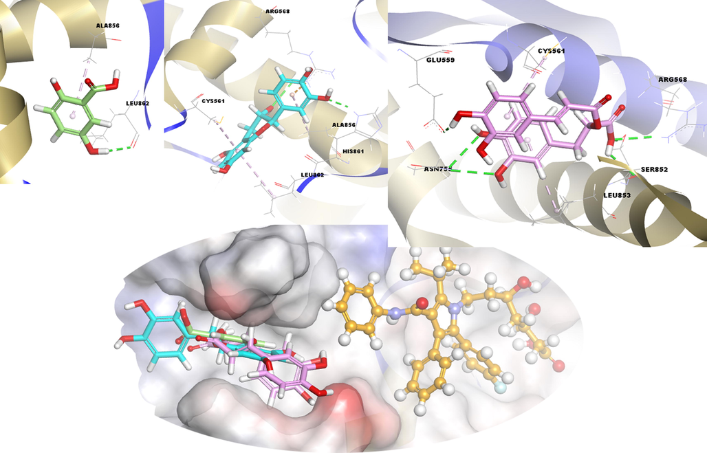 3D docking interactions and superimposed form of gentisic acid (1, light green color, stick form), (+) catechin (2, light blue color, stick form), rosmarinic acid (3, light pink color, stick form), and atorvastatin (orange, ball and stick form) as positive compound with HMG_CoA R, respectively.