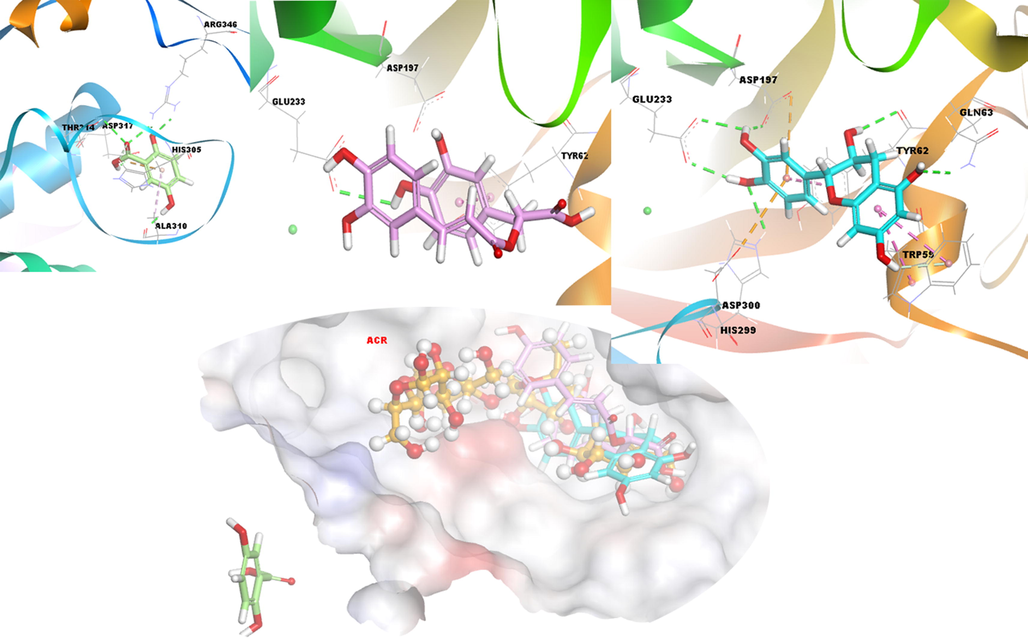 3D docking interactions and superimposed form of gentisic acid (1, light green color, stick form), rosmarinic acid (3, light pink color, stick form), (+) catechin (2, light blue color, stick form) and acarbose (ACR) (orange, ball and stick form) as positive compound with α-amylase, respectively.