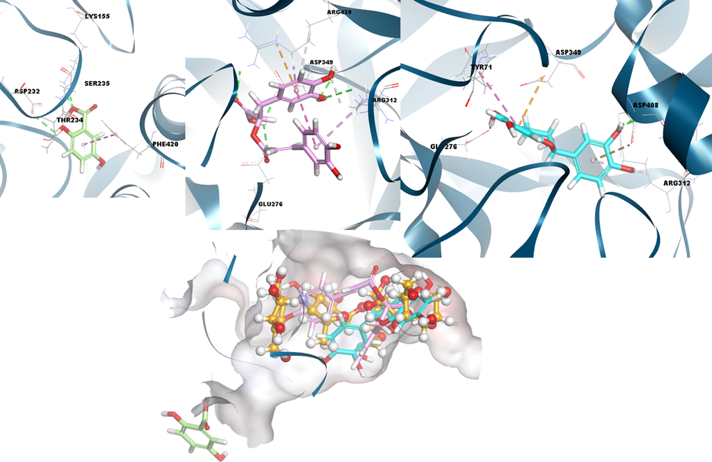 3D docking interactions and superimposed form of gentisic acid (1, light green color, stick form), rosmarinic acid (3, light pink color, stick form), (+) catechin (2, light blue color, stick form) and acarbose (ACR) (orange, ball and stick form) as positive compound with α-glycosidase, respectively.