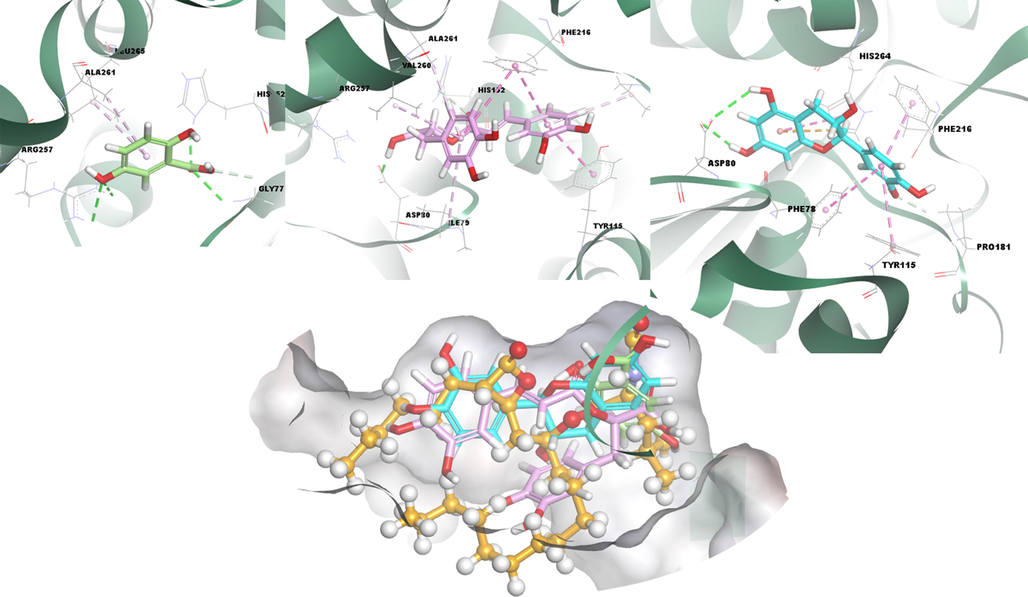 3D docking interactions and superimposed form of gentisic acid (1, light green color, stick form), rosmarinic acid (3, light pink color, stick form), (+) catechin (2, light blue color, stick form) and orlistat (orange, ball and stick form) as positive compound with lipase, respectively.