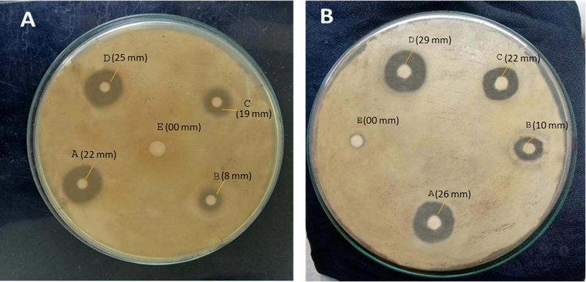 Antibacterial activities showing inhibition zone (a) Salmonella typhi, pure drug i.e. cefixime (A) (22 mm), (B) microsphere of plant gel with alginate (drug unloaded) (8 mm), (C) drug loaded microspheres of alginate only (19 mm), (D) drug loaded QSM-alginate microspheres (CF-4) (25 mm) (E) Distilled water (00 mm). (b) Bacillus subtitles, pure drug i.e. cefixime (A) (26 mm), (B)microsphere of plant gel with alginate (drug unloaded) (10 mm), (C) drug loaded microspheres of alginate only (22 mm), (D) drug loaded QSM-alginate microspheres (CF-4) (29 mm), (E) Distilled water (00 mm).