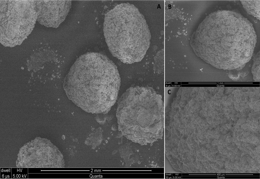 Scanning electron microphotograph of microspheres of QSM-alginate containing cefixime (A) at 2.00 mm (B) 1.00 µm and (C) 400 µm.