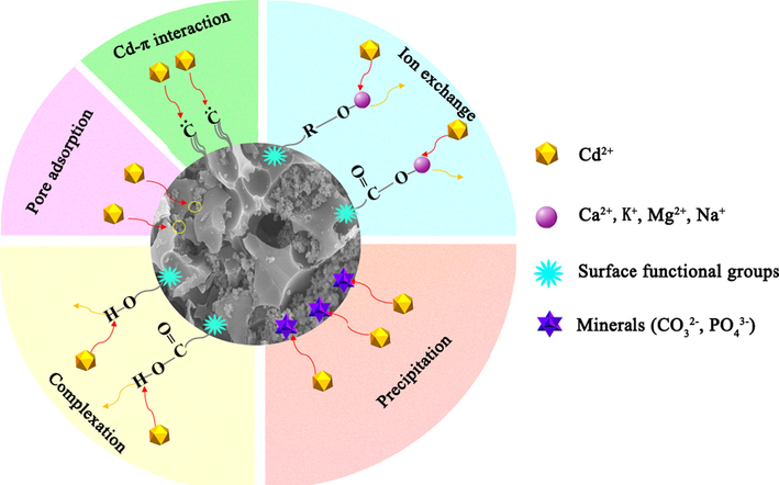 The schematic diagram of the possible adsorption mechanism of Cd2+ on MBM/OH/BC.