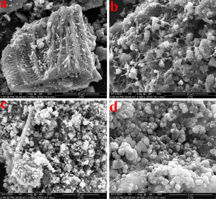 The SEM images of BC (a), OH/BC (b) and MBM/OH/BC (c). (d) The SEM images of MBM/OH/BC after Cd2+ adsorption.