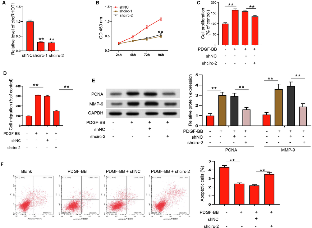 CircRHOT1 knockdown suppresses PDGF-BB stimulated proliferation and migration of ASMCs. (A) Expressions of circRHOT1 in ASMCs transfected with circRHOT1 siRNA-1, circRHOT1 siRNA-2, or negative control (shNC) were detected by qRT-PCR experiment. (B-F) ASMCs were treated with PDGF-BB and depleted of circRHOT1. (B and C) Cell proliferation was detected by CCK-8 assay. (D) Cell migration was detected by Transwell assay. (E) The expression of PCNA and MMP-9 were measured by western blotting. (F) Apoptosis of ASMCs was measured by flow cytometry. **p < 0.01.