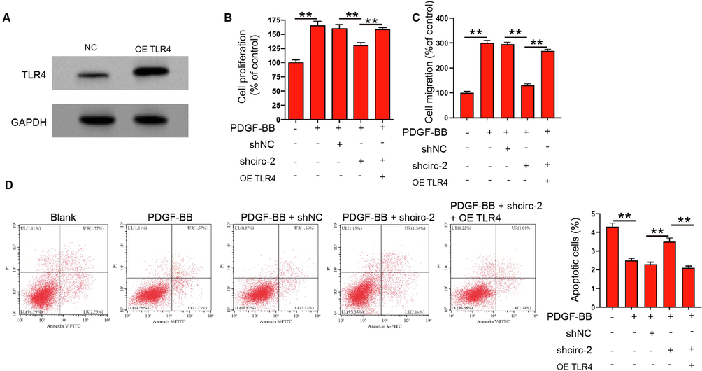 CircRHOT1 contributes to PDGF-BB -stimulated proliferation and migration of ASMCs by regulating TLR4. (A) The expression of TLR4 was measured by western blotting in ASMCs treated with TLR4 overexpressing plasmid. (B-D) ASMCs were treated with PDGF-BB, or co-treated with circRHOT1 siRNA and TLR4 overexpressing plasmid. (B) Cell proliferation was detected by CCK-8 assay. (C) Cell migration was detected by Transwell assay. (D) Apoptosis of ASMCs was measured by flow cytometry. **p < 0.01.