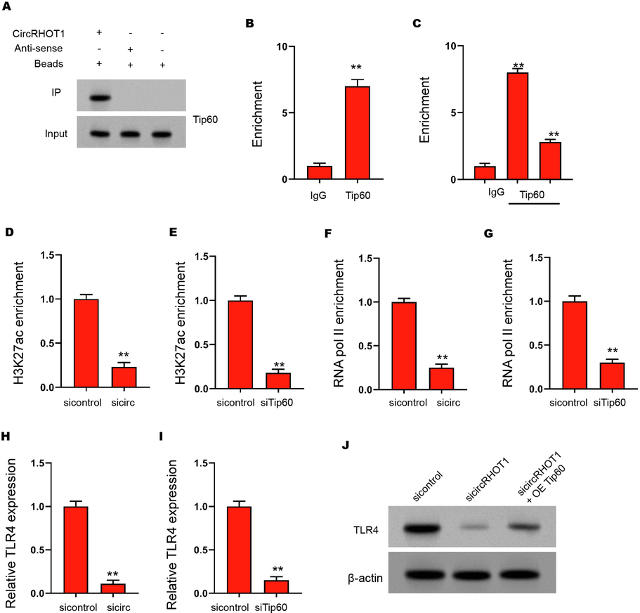 CircRHOT1 epigenetically induces TLR4 expression by recruiting Tip60 in ASMCs. (A) The interaction of circRHOT1 and Tip60 was measured by RNA pull-down in ASMCs. (B) The enrichment of Tip60 on the TLR4 promoter was analyzed by ChIP. (C) The enrichment of Tip60 on the TLR4 promoter was analyzed by ChIP in ASMCs treated with circRHOT1 siRNA. (D) The enrichment of H3K27ac on the TLR4 promoter was analyzed by ChIP in ASMCs treated with circRHOT1 siRNA. (E) The enrichment of H3K27ac on the TLR4 promoter was analyzed by ChIP in ASMCs treated with Tip60 siRNA. (F) The enrichment of RNA polymerase II on the TLR4 promoter was analyzed by ChIP in ASMCs treated with circRHOT1 siRNA. (G) The enrichment of RNA polymerase II on the TLR4 promoter was analyzed by ChIP in ASMCs treated with Tip60 siRNA. (H) The mRNA expression of TLR4 was tested by qPCR in ASMCs treated with circRHOT1 siRNA. (I) The mRNA expression of TLR4 was tested by qPCR in ASMCs treated with Tip60 siRNA. (J) The protein levels of TLR4 were determined by Western blot analysis in ASMCs co-treated with circRHOT1 siRNA and Tip60 overexpression vector. ** P < 0.01.